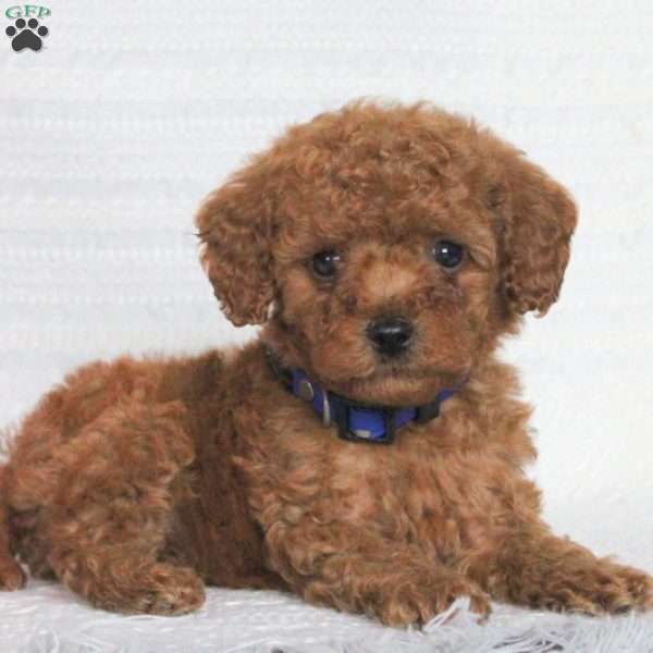 Stan, Cavapoo Puppy