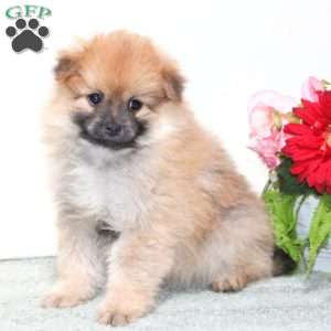 Pomeranian Puppies For Sale - Greenfield Puppies