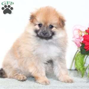 Stanley, Pomeranian Puppy
