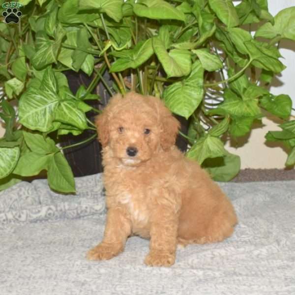 Star, Mini Aussiedoodle Puppy