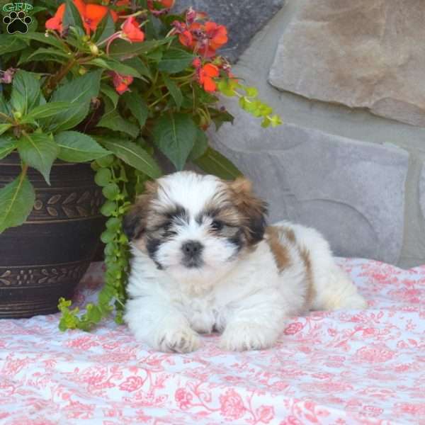 Star, Shih Tzu Puppy