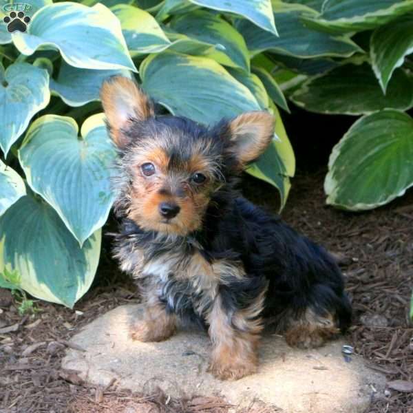 Stella, Yorkie Puppy