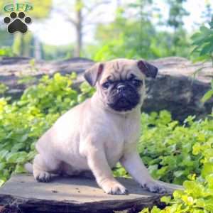 Pug Puppies For Sale - Greenfield Puppies