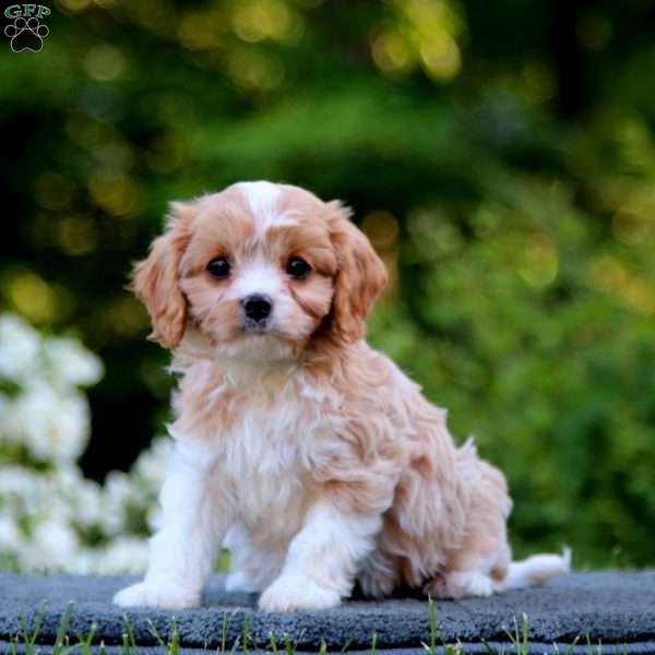 Sugar, Cavapoo Puppy