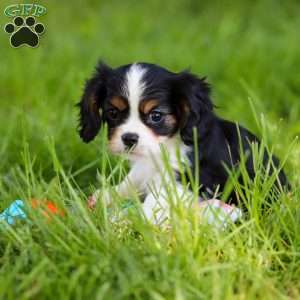 Sully, Cavalier King Charles Spaniel Puppy