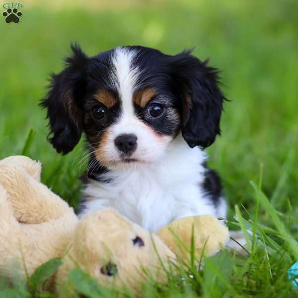Sully, Cavalier King Charles Spaniel Puppy