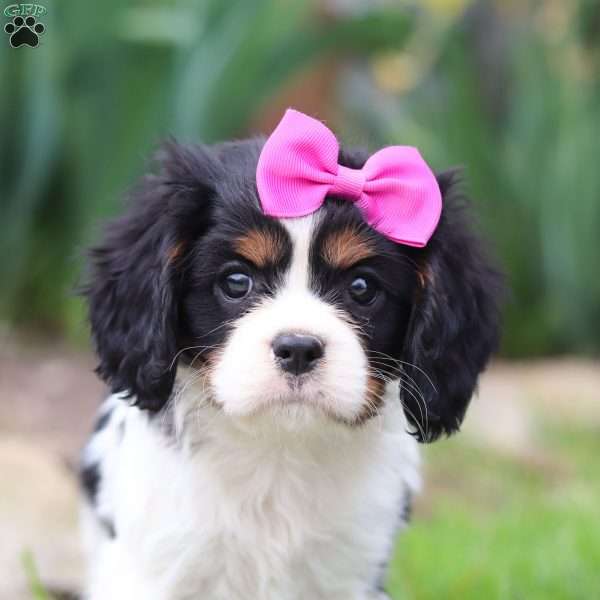 Susie, Cavalier King Charles Spaniel Puppy