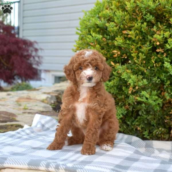 Sweetheart, Miniature Poodle Puppy
