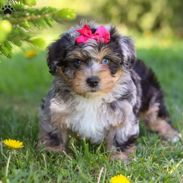 Sylvia, Yorkie Poo Puppy