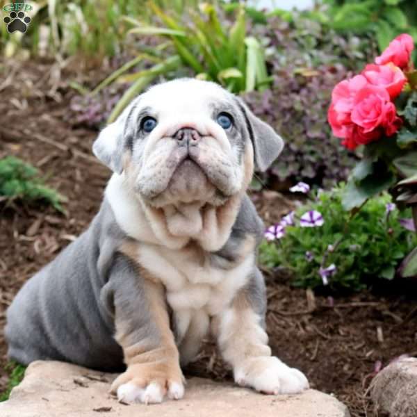 Tanker, English Bulldog Puppy