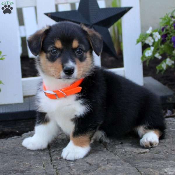 Tara, Pembroke Welsh Corgi Puppy