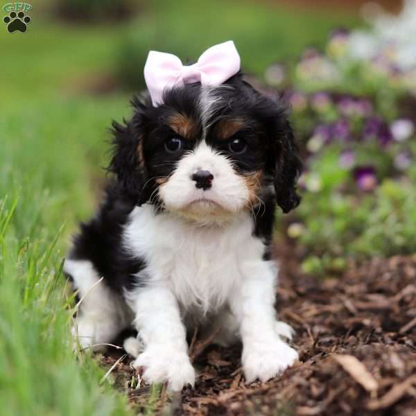 Tara, Cavalier King Charles Spaniel Puppy