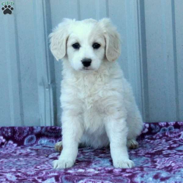 Tatiana, Cocker Spaniel Mix Puppy