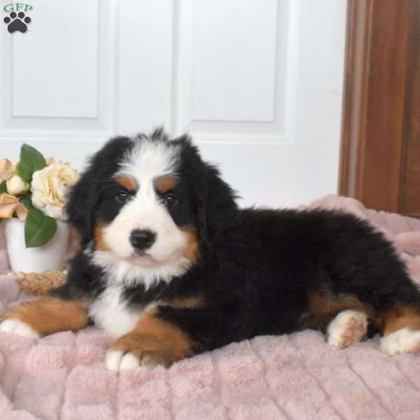 Teddy, Bernese Mountain Dog Puppy