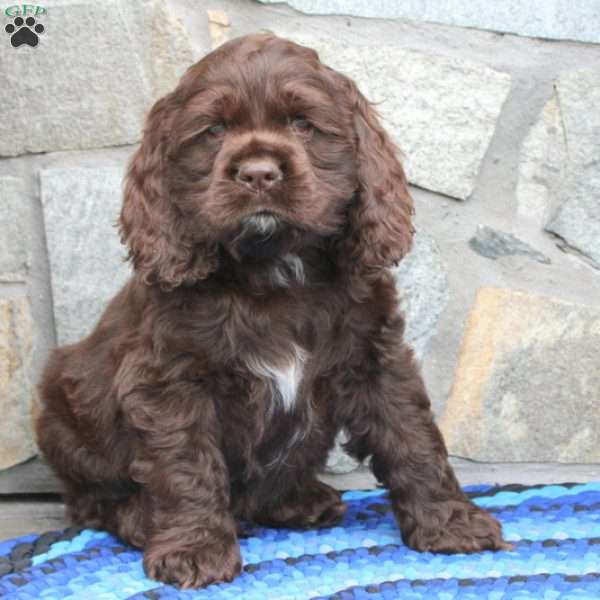 Teddy, Cocker Spaniel Puppy