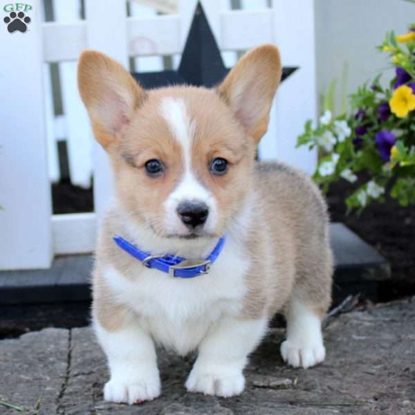 Teddy, Pembroke Welsh Corgi Puppy