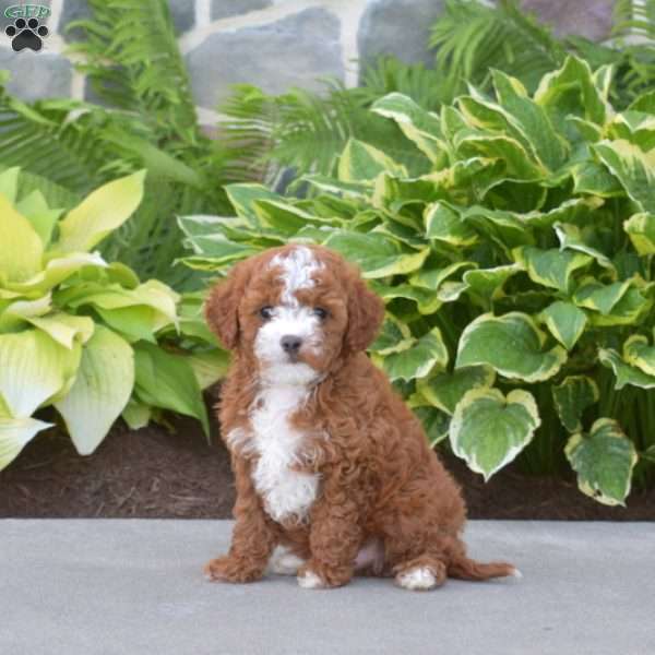 Teddy, Cavapoo Puppy