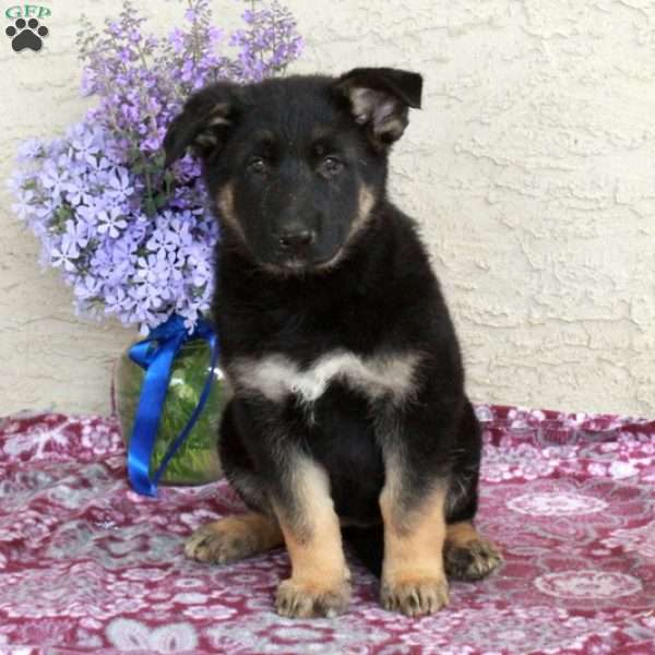 Tessa, German Shepherd Puppy