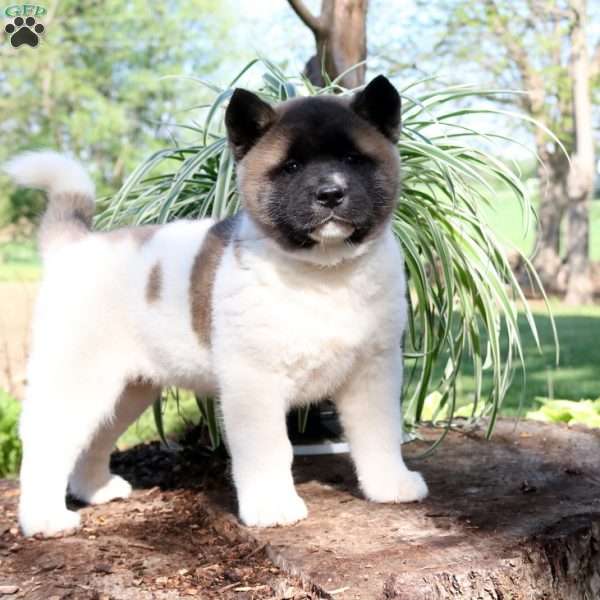 Tessa, Akita Puppy