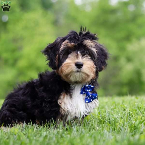 Theo, Morkie / Yorktese Puppy