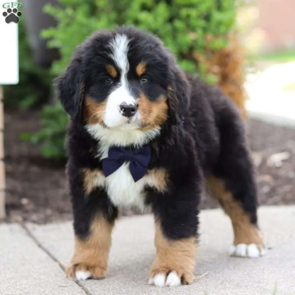 Theo, Bernese Mountain Dog Puppy