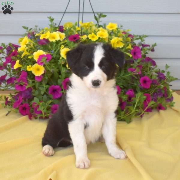 Thomas, Border Collie Puppy