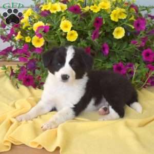 Thomas, Border Collie Puppy