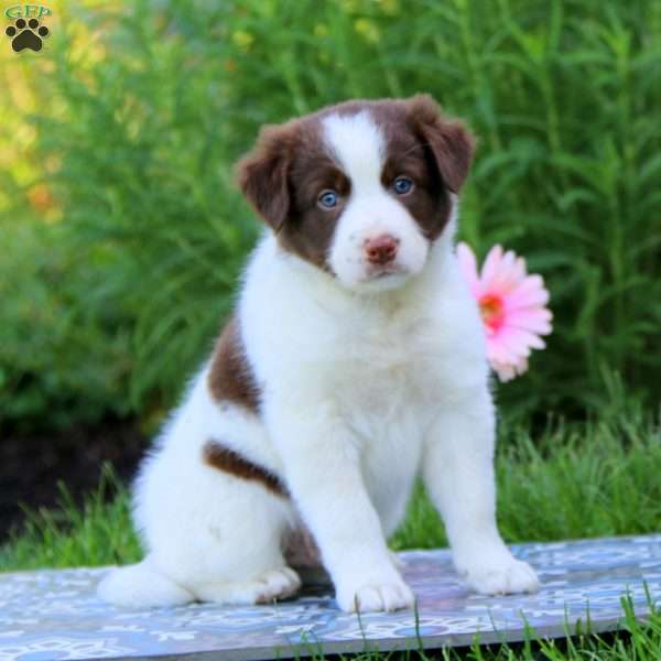 Tiger, Border Collie Mix Puppy