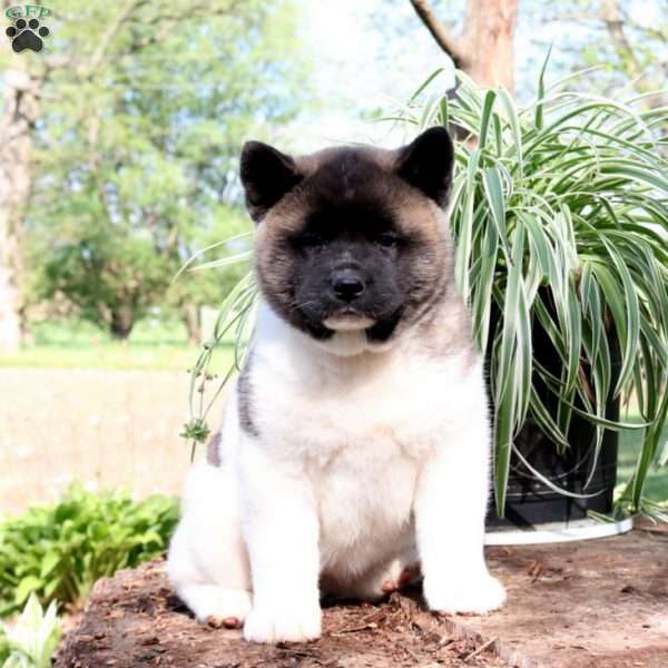 Tilly, Akita Puppy