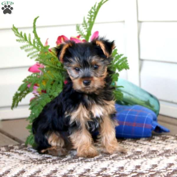 Tim, Yorkie Puppy