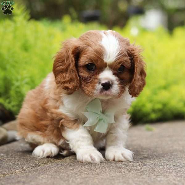 Timmy, Cavalier King Charles Spaniel Puppy