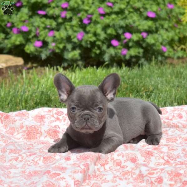 Tinkerbell, French Bulldog Puppy