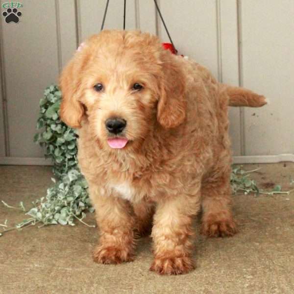 Titan, Mini Labradoodle Puppy