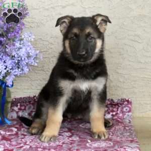 Toby, German Shepherd Puppy