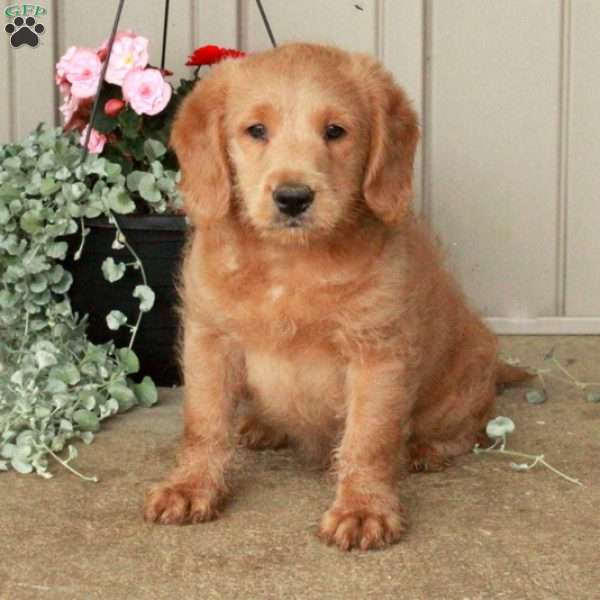 Todd, Mini Labradoodle Puppy