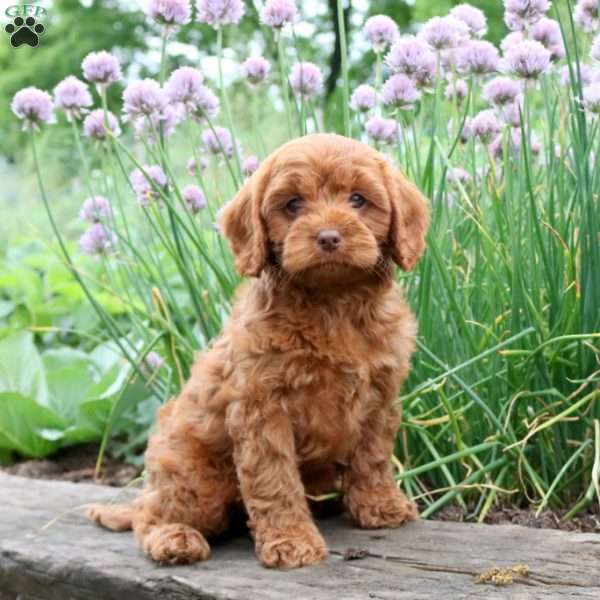 Tommy, Cavapoo Puppy