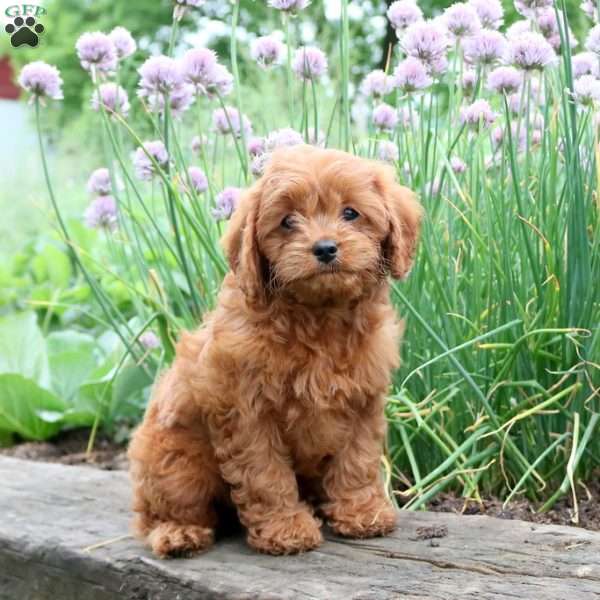 Tori, Cavapoo Puppy