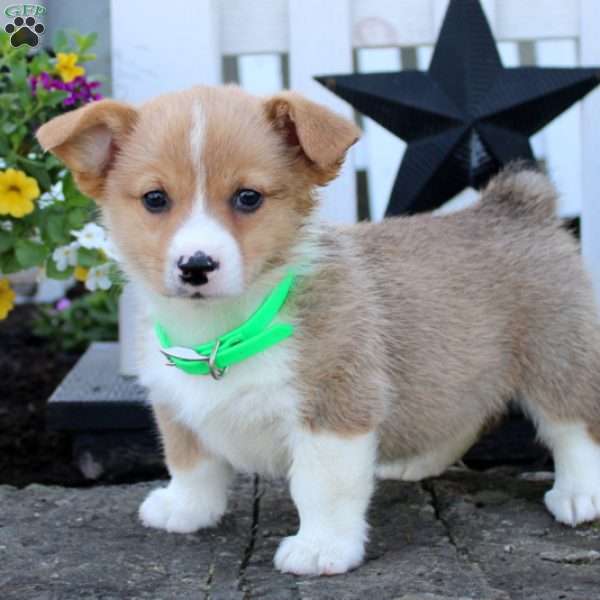 Tosha, Pembroke Welsh Corgi Puppy