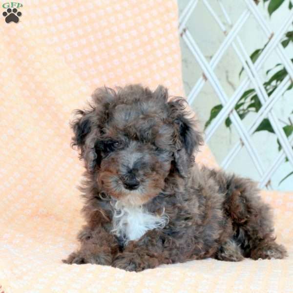 Travis, Miniature Poodle Puppy