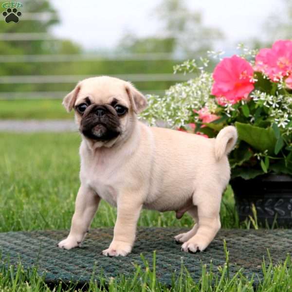 Trent, Pug Puppy