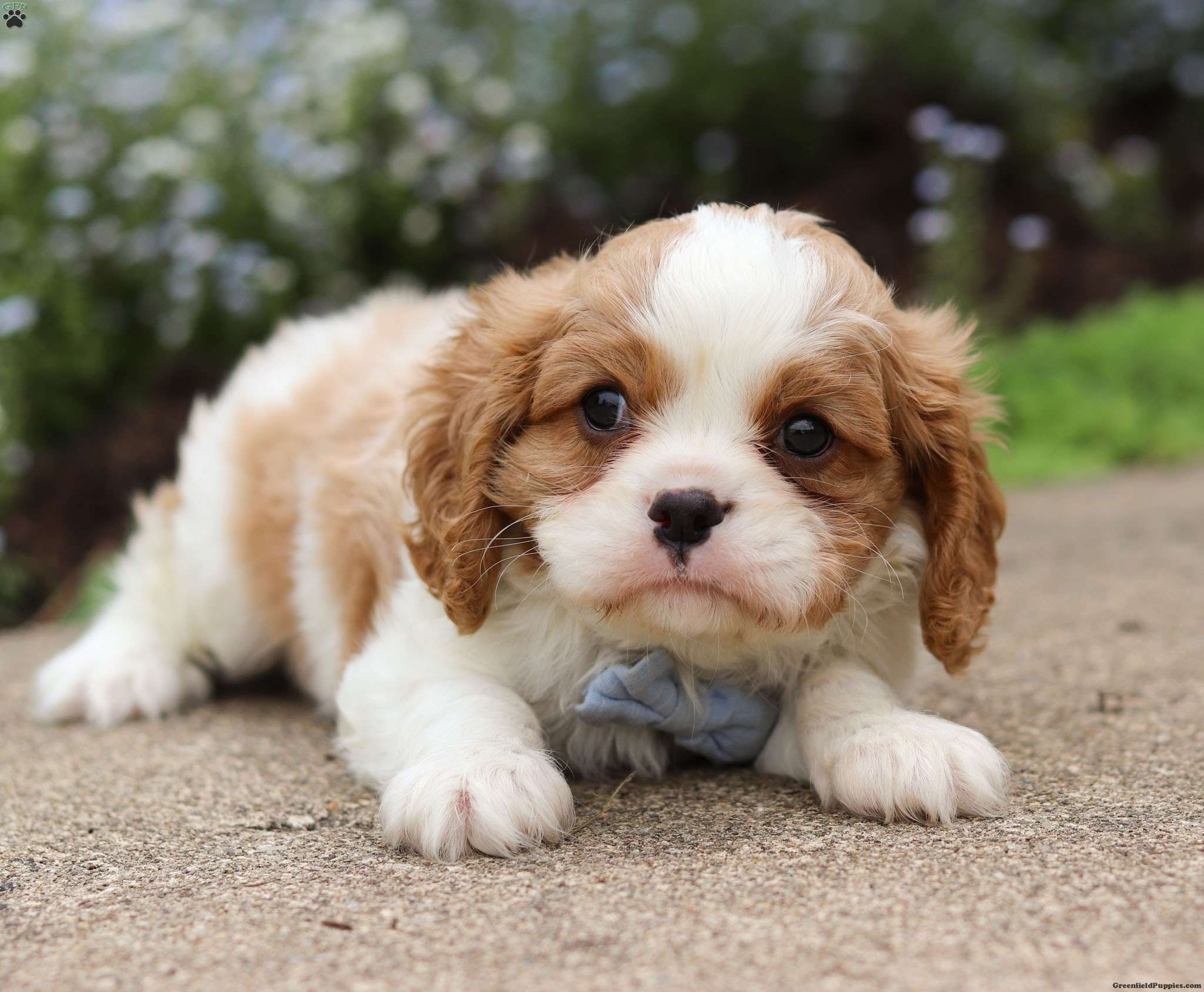 Trevor - Cavalier King Charles Spaniel Puppy For Sale in Ohio