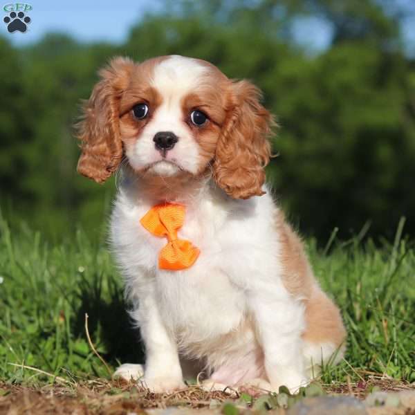 Trevor, Cavalier King Charles Spaniel Puppy