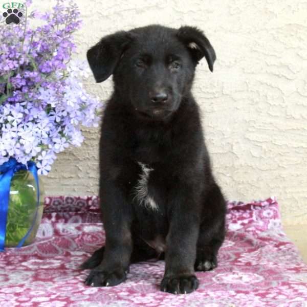 Tripp, German Shepherd Puppy