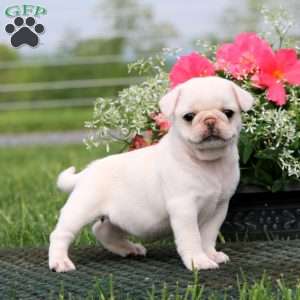 Pug Puppies For Sale - Greenfield Puppies