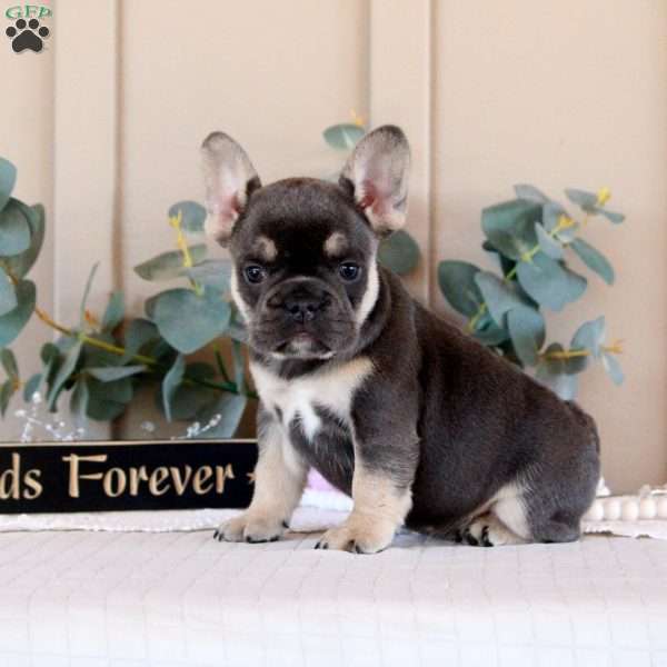 Trixie Bell, French Bulldog Puppy