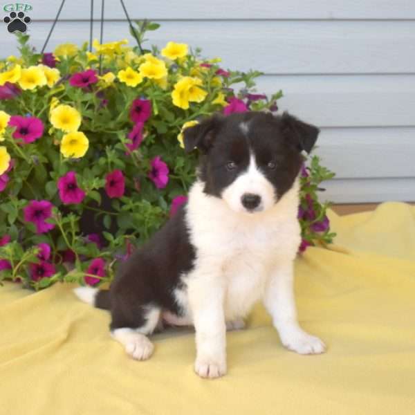 Trixie, Border Collie Puppy