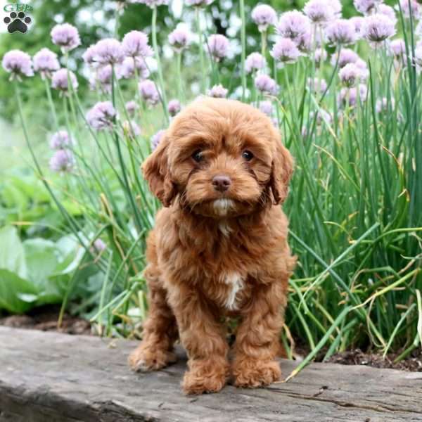 Trixie, Cavapoo Puppy