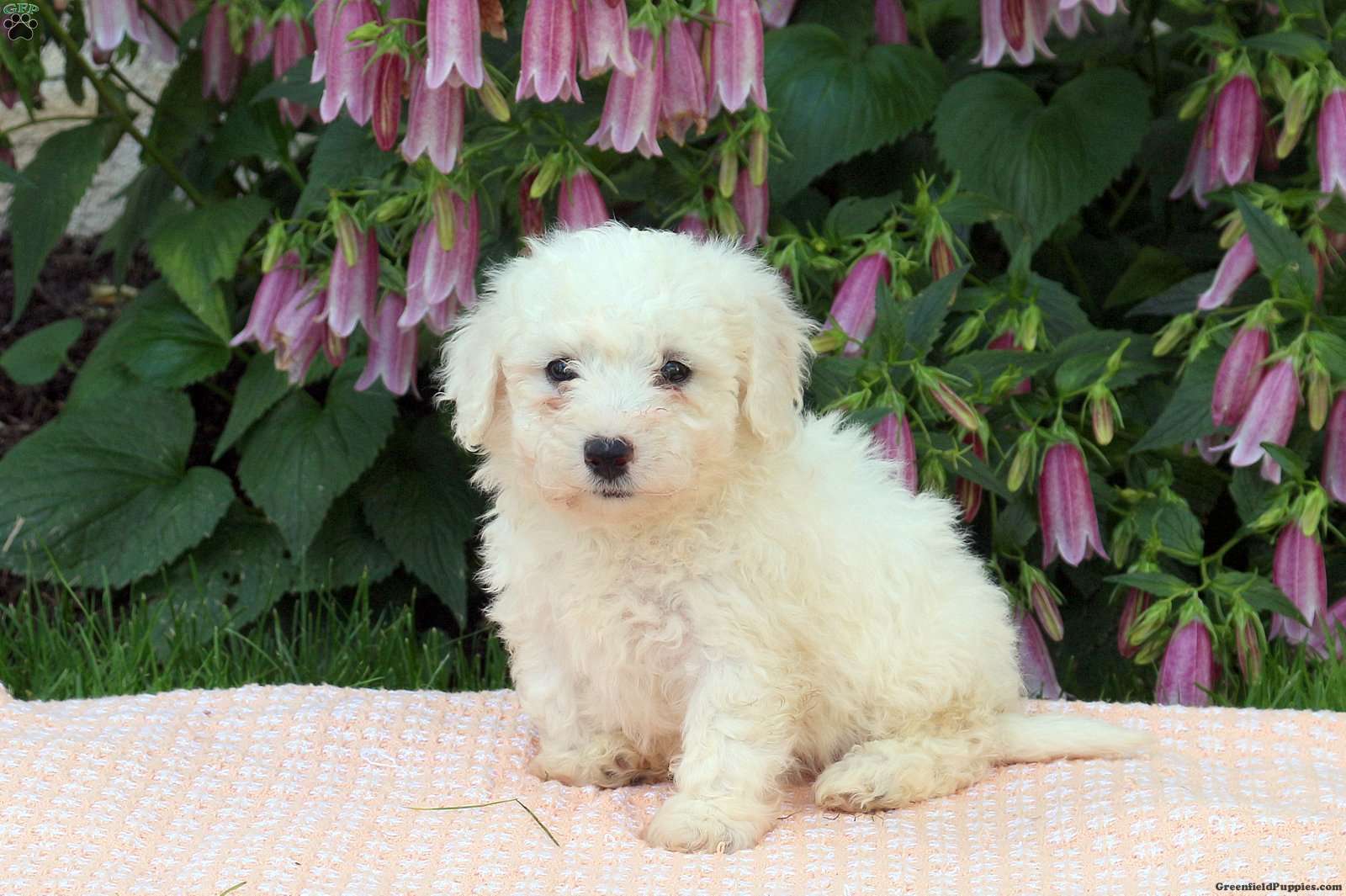 Trooper - Bichon Frise Puppy For Sale In Pennsylvania