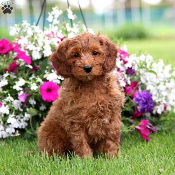 Troy, Mini Goldendoodle Puppy