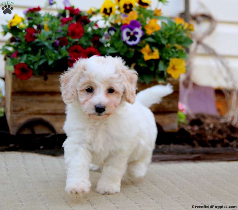 Truly - Bich-Poo Puppy For Sale in Pennsylvania